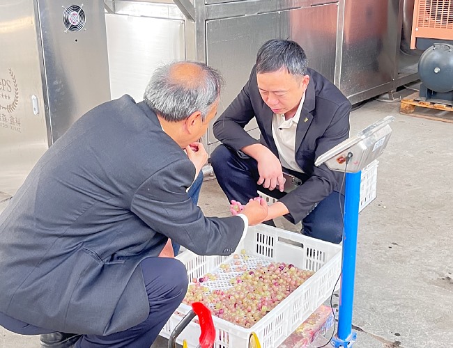 葡萄去皮客戶試機(jī)現(xiàn)場